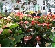 Horti Fair 2009 Amsterdam